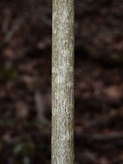 {Staphylea trifolia}